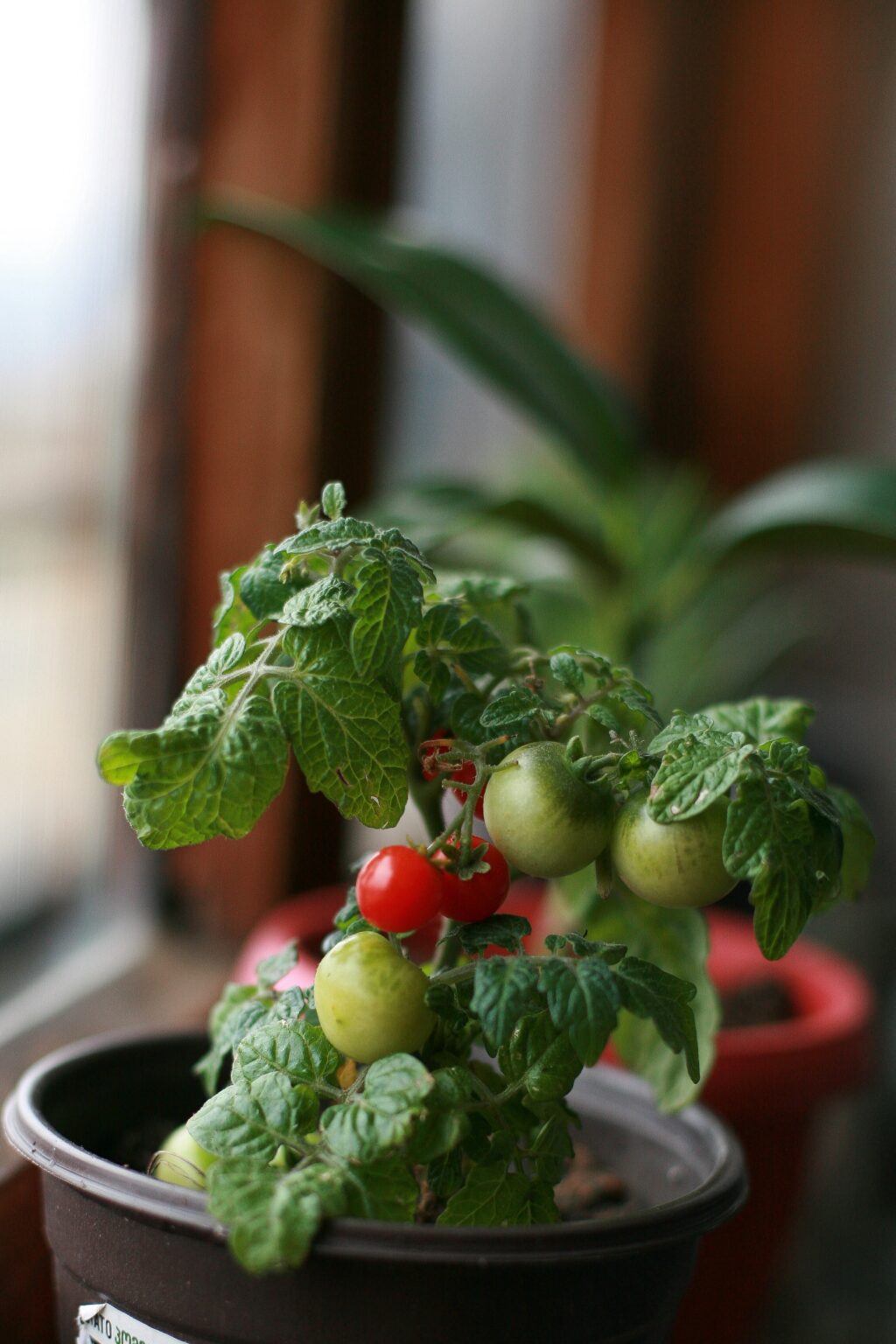 small tomato plant with three ripe and three green tomato's next to window in flower pot