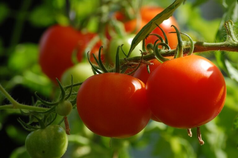 GROWING TOMATOES YEAR ROUND INDOORS