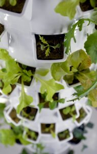 Read more about the article Hydroponic Gardening: A Guide to Indoor Growing