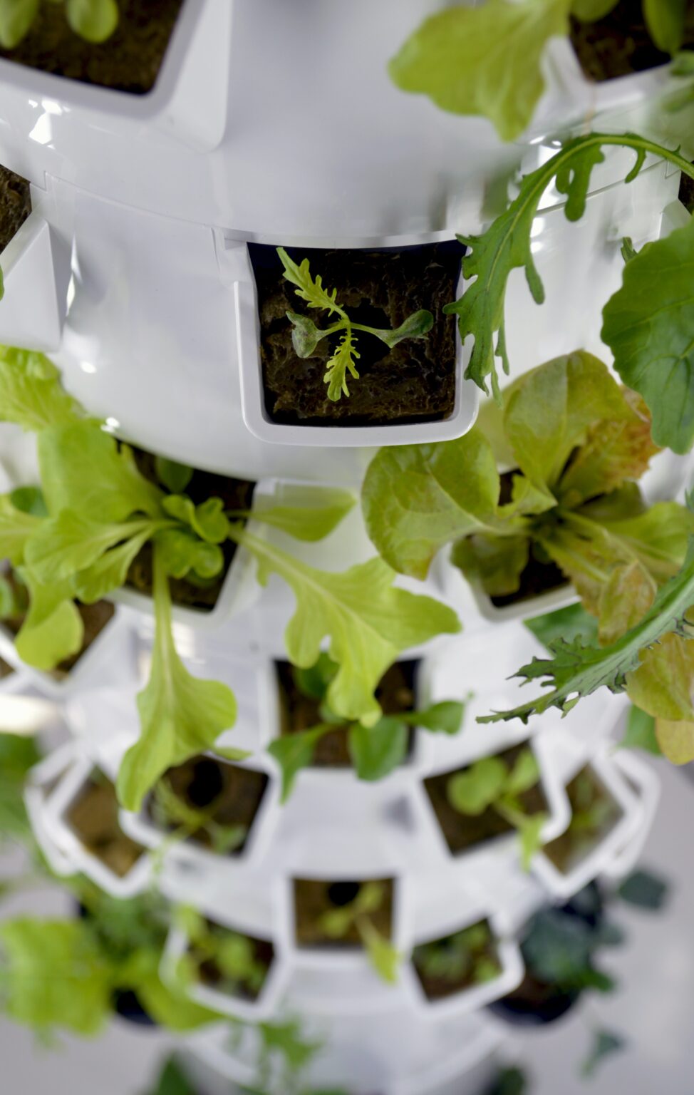 white hydroponic garden stand with seedlings